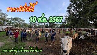 คะแนนวัววันนี้ 10 ส.ค. 2567 วัวไม่เยอะ วัวขุนออกดี ตลาดวัวทุ่งฟ้าบด  เชษฐ ช.ทุ่งทอง เชียงใหม่