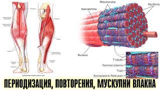 ПЕРИОДИЗАЦИЯ ПОВТОРЕНИЯ МУСКУЛНИ ВЛАКНА