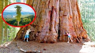 بزرگترین و بلندترین درختان جهان که باید دید