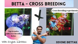 Betta - Cross Breeding Tips for experimentsMulticolor Nemo GalaxyDivine BettasEnglish subtitles