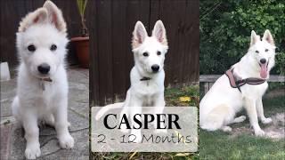 Casper  2 - 12 Months  White German Shepherd