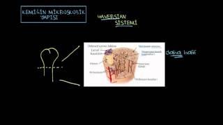 Kemiğin Mikroskobik Yapısı - Haversian Sistemi Sağlık ve Tıp
