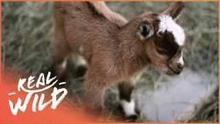 Playful Animal Babies Annoying Their Parents  Cutest Baby Animals  Real Wild
