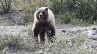 Hiker Taking Photos is Killed by Grizzly Bear.