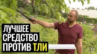 Тля. Как НАВСЕГДА избавиться от тли на деревьях и других растениях? Советует Иван Русских