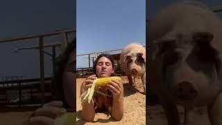 Its Corn and a Rescue Pig ⁠ Freedom Farm Sanctuary #shorts