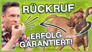 Rückruftraining So trainierst du einen richtig guten Rückruf