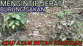 mengintip jeratburung sakan atau ayam hutan sempidan