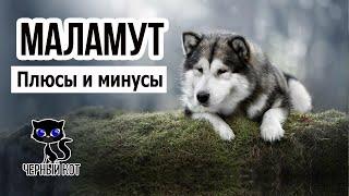  Маламут достоинства и недостатки породы