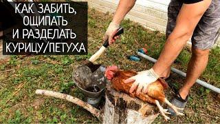 Как забить ощипать и разделать курицу  петуха своими руками