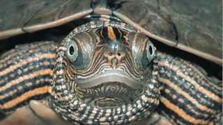 False Map Turtle Graptemys pseudogeographica