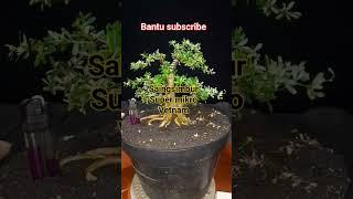 simbur super mikro vetnam #bonsai #art #mikro #vetnam #budidayabonsai #irfanhakim #shorts