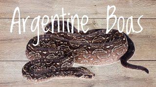 Species Spotlight- Argentine Boas