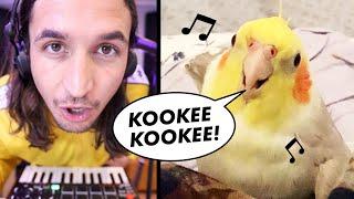 The Kiffness x Ginger the Cockatiel - Kookee Kookee CLUB ANTHEM