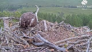 Louis the Loch Arkaig Osprey brings the fourth fish today but chick3 doesnt get any 13 Jun 2024