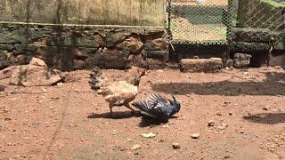 Brave Hens Mother  protect and save her baby Chicks from Crow -- Finally This Problem Solved 