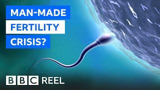 Fertility crisis Is modern life making men infertile? - BBC REEL