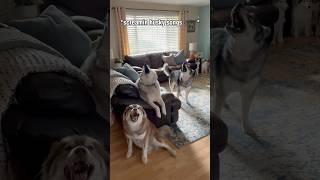 Sundays are for Screaming Husky Style ️ #shorts #shortsvideo #howlingdog #funnydog #howling