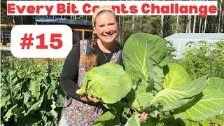 How to make sauerkraut Day 15 #everybitcountschallenge Alaska Garden Cabbage