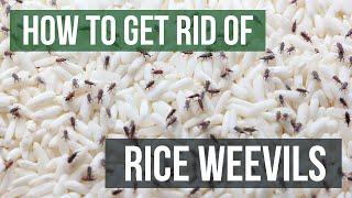 How to Get Rid of Rice Weevils 4 Easy Steps