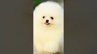 En Detaylı Pomeranian Videosu.Pomeranian nasıl bir köpek?#pomeranian #pomeranianpuppy #shorts #short