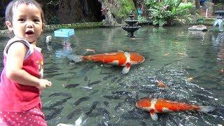 Teryata Begini Kalau Balita Memberi Makan Ikan di Kolam Funny Baby and Fish