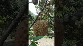 Alhamdulillah buah melimpah karena sedekah #alhamdulillah #durian #berbuah #berkah #ramadhan #viral