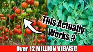 Grow Lots of Tomatoes... Not Leaves  Complete Growing Guide