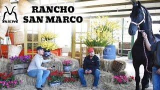 Rancho San Marco RSM - Caballos Frisones