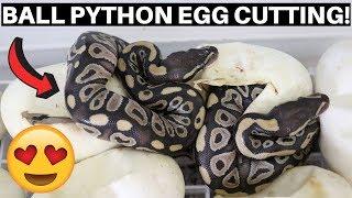 CUTTING MY FIRST CLUTCH OF BALL PYTHON EGGS - Benjamins Exotics