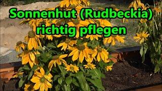 Sonnenhut Rudbeckia richtig pflegen gießen düngen schneiden vermehren Standort Rudbeckien