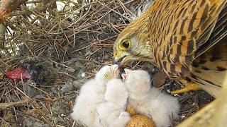 Сокол Пустельга. От яйца до вылета птенцов  Common Kestrel nest