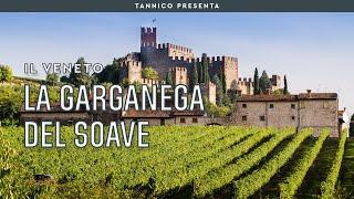 La Garganega del Soave  Tannico Flying School