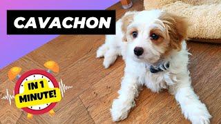 Cavachon - In 1 Minute  One Of The Most Beautiful Crossbreed Dogs  1 Minute Animals