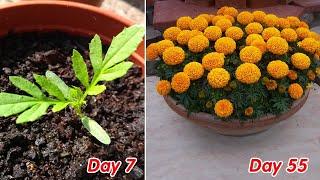 How to grow marigold  Tagetes in pots at home full update