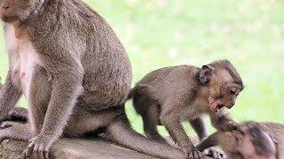 Why Little Baby Monkey Biting His Brother - Monkeys Team Of Bayon Temple Meeting and Playing