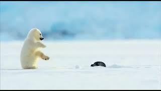 тюлень напугал белого медвежонка ‍️