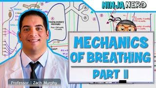 Respiratory  Mechanics of Breathing Inspiration  Part 2