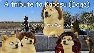 A tribute to Kabosu Doge