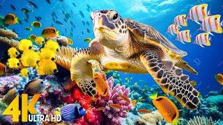 NEW 11HRS Stunning 4K Underwater Wonders - Relaxing Music Coral Reefs Fish-Colorful Sea Life #79