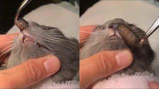 Removing A Huge Botfly Maggot Inside A Cats Nose