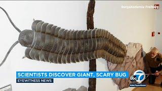 Fosil kaki seribu raksasa yang ditemukan di Inggris mengungkap serangga terbesar yang pernah hidup l ABC7