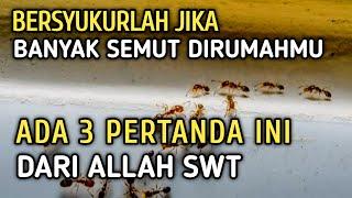JANGAN DI BUNUH  Jika Banyak Semut Di rumahmu Ada 3 Pertanda Dari Allah  MUSLIM WAJIB TAHU