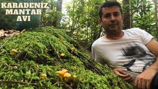 TÜRKİYE MANTAR AVI   2023 COLLECTING MUSHROOM