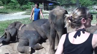 FUNNY ELEPHANTS FART AND THROW SAND ON TOURISTS