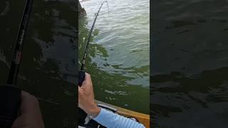 Bridge Fishing for JUMBO Tautog