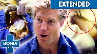 Vet Removes Gunk From Infected Tigers Fang What If It Wakes Up?   Bondi Vet Clips  Bondi Vet