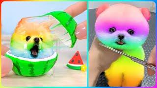 Tik Tok Chó Phốc Sóc Mini  Funny and Cute Pomeranian 2023 #487