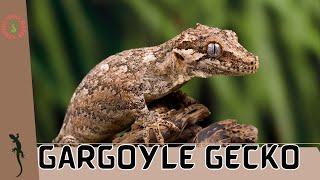 Gargoyle Gecko Rhacodactylus auriculatus A Fascinating Look at These Unique Geckos