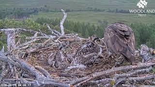 Louis the Loch Arkaig Osprey brings a third early morning fish - and still no fighting 19 Jun 2024